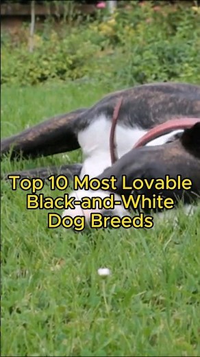 Top 10 Most Loveable Black & White Dog Breeds!