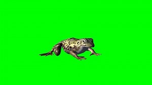 clip-1084440910-frog-walking-on-green-screen