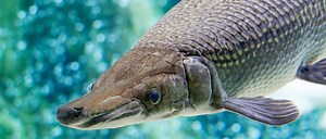 Alligator Gar