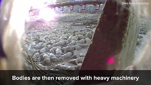Horrific footage shows thousands of live pigs being steamed to death
