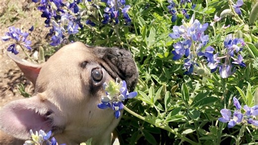 Texas bluebonnets are starting to bloom early — but drought could limit this year’s display