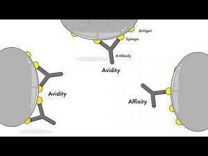 Differences between Affinity and Avidity in Antigen Antibody Reactions Immunology