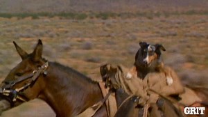 1.4K views · 148 reactions | A cowboy's best friend... His horse  and his CATTLE DOG . #NationalDogDay | Grit | Facebook