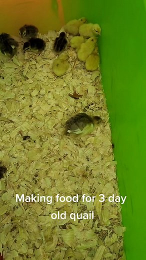 Feeding Baby Quail: Sifting Food for our Tiny New Arrivals!