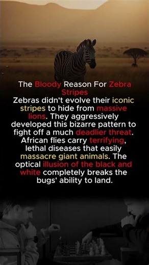 Zebra Stripes: Nature's Bloody Battle Against Deadly Flies
