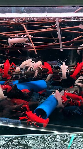 Ob leuchtend blau, orange, rot oder sogar schneeweiß: Diese farbenfrohen Flusskrebse gehören zu den beliebtesten Wirbellosen im Aquarium. Besonders bekannt ist der Procambarus alleni, auch Blauer Floridakrebs genannt. Er ist nicht nur wunderschön, sondern auch relativ pflegeleicht – und vor allem: in Deutschland erlaubt! Was viele aber nicht wissen: Die meisten anderen Procambarus-Arten dürfen in der EU und damit auch in Deutschland nicht mehr gehalten werden. Dazu zählen zum Beispiel der Procam