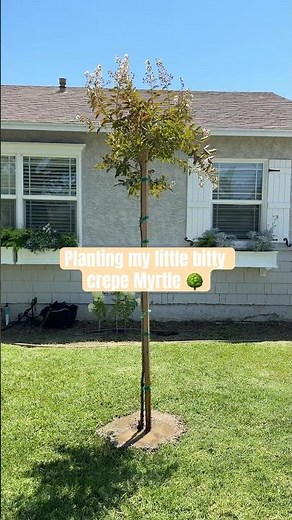 Planting a white Crape Myrtle Tree | Summer Garden Inspiration. ‪@EspomaOrganic‬ #crepemyrtle