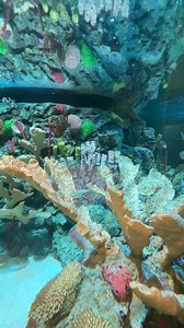 🦥 Life has so much to offer! From the ocean’s depths and the swamplands, to the tops of the rainforest canopy, every Life visit brings new and exciting adventures. 🌳🦜 Be part of our ongoing conservation efforts as we help share the stories of our planet through the amazing animals that live here. 🐢🐠 | Orlando Science Center