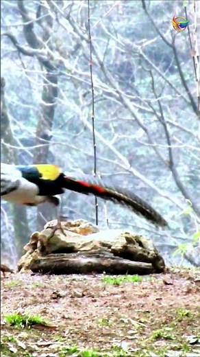 Lady Amherst’s Pheasant – The Most Elegant Mating Dance!