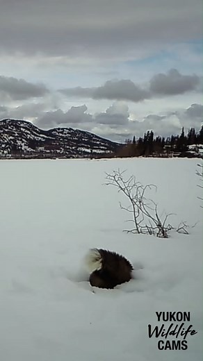 A fox investigates a hole in the snow in hopes of finding some easy prey but to no avail. | Yukon Wildlife Cams