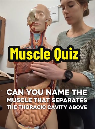 Understanding the Diaphragm's Role in Breathing