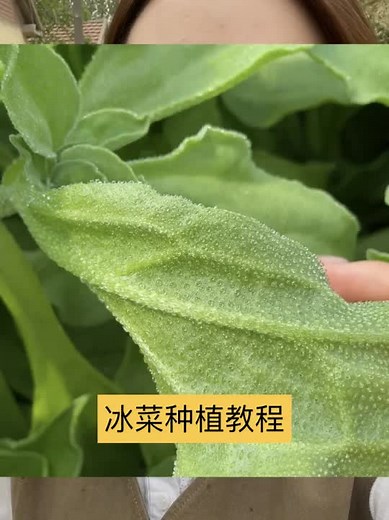 冰菜种植教程