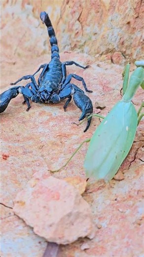 "Scorpion vs Praying Mantis: A Deadly Showdown"