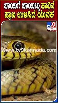 Snake Saved: ಹಾವಿನ ಬಾಯಿಗೆ ಬಾಯಿಟ್ಟು ಪ್ರಾಣ ಉಳಿಸಿದ ಯುವಕ | #TV9D