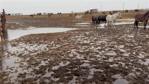 Cam așa este pe la noi. Caii care stau afară, stau pentru ca așa vror ei. Vă las în comentarii un filmuleț cu grajdul mare , unde au posibilitatea să se adăpostească. Asociatia pentru Protecția Animalelor "Mariuta" 💳BRD Bank IBAN Ron: RO63BRDE170SV37819291700 BRD Bank IBAN Euro: RO18BRDE170SV40406211700 SWIFT code: BRDEROBU BIC code: BRDE 💸PayPal: mariuta.romania@gmail.com 🐩Revolut : (0732) 358 406 💳: BT Pay : 0732358406 🆘Mancare: https://www.paws-hope.com/asociatia-mariuta/ SMS 8845, text