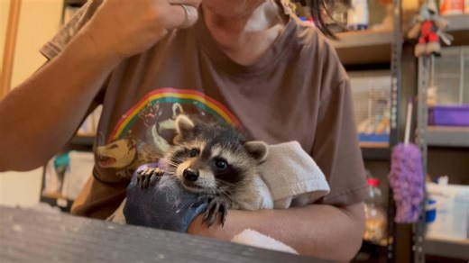 14K views · 1.9K reactions | Our newest intake : frightened baby girl raccoon. I said a Trapped last night in the hopes that we get her because temperatures are going to be dropping. She’s been alone for 3 to 4 days thank goodness we got her.!! | Little Bit Wildlife Rescue | Facebook