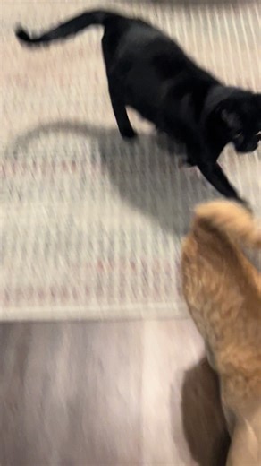 Just Onyx and Olivia playing lol#cats #ilovecats #catsoftiktok #orangecat #blackcat