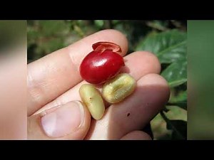 Coffee is poison-literally