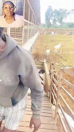 967K views · 4.8K reactions | How to change goat to ram #reels | Sweeties cozy | Facebook