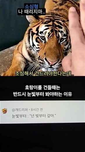 호랑이를 건들때는 반드시 눈빛부터 봐야하는 이유 #SHORTS