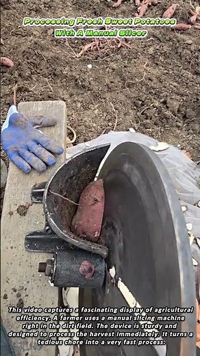 Processing Fresh Sweet Potatoes With A Manual Slicer