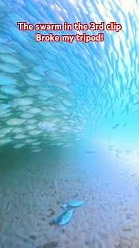 Camera drop off Okaloosa Island Pier, tiger sharks, nurse shark #sharkcam #tigersharks #sharkseason