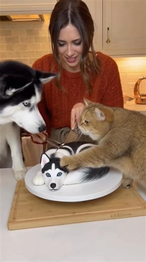 Watch as this amazing husky-shaped cake gets sliced! The husky throws a dramatic howling fit, but the cat just stands by with an hilariously impatient look, ready for the baker to just finish the job! ​#HuskyCakeReaction #CatAndDog #HyperrealisticCake #FunnyPets #CakeArt #viralreelschallenge2025viralreelschallengejaiviralreelschallengeviralreelschallenge | Giggles & Paws
