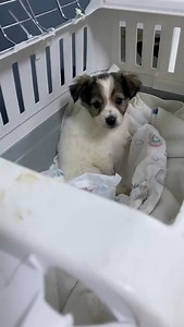 7 CUCCIOLI CON PARVO RICOVERATI IN CLINICA. 50€ AL GIORNO È IL COSTO PER 1 CUCCIOLO IN CLINICA. LA SITUAZIONE È DRAMMATICA 🆘🆘🆘🆘 L’ALTRO IERI SONO STATI RICOVERATI ALTRI 2 CUCCIOLI IERI ALTRI 2 . La cucciola marrone non sta molto bene, e gli altri 4 piccoli. IERI ABBIAMO DOVUTO PAGARE UN ACCONTO DI 530€ IN CLINICA PER I PRIMI 3 CUCCIOLI PER POTER RICOVERARE GLI ALTRI 4. La loro mamma incinta si trovava nel canile lager. Era a rischio soppressione. Recuperata dal canile lager, ha dato alla luc