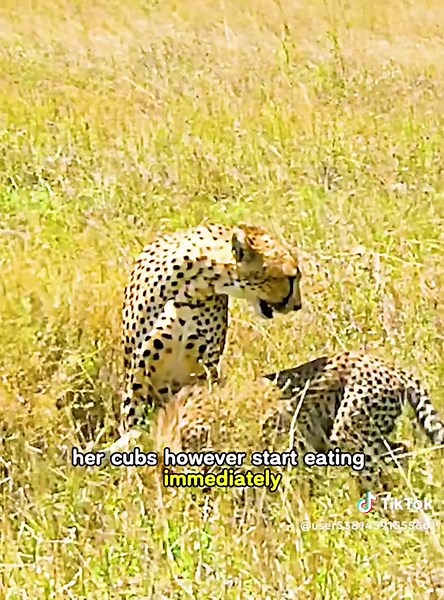 Leopard vs Cheetah: Wildlife Showdown Explained