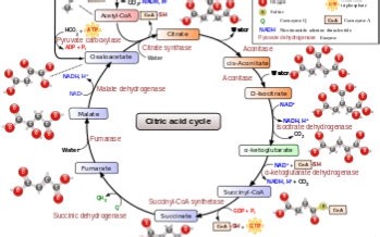 【Wilson Lam】糖酵解+三羧酸循环: TCA Cycle Rap