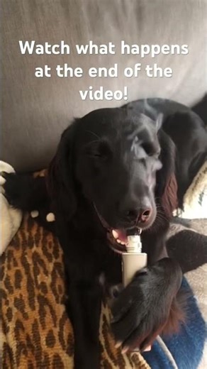 AI dog vaping #aidogs #comedy #vaping