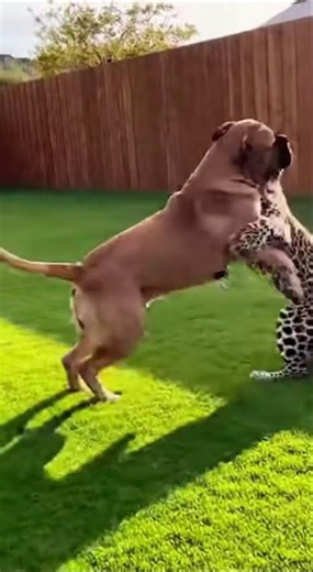 REAL Leopard vs. Giant Dog! 😱 You Won't Believe This Bond