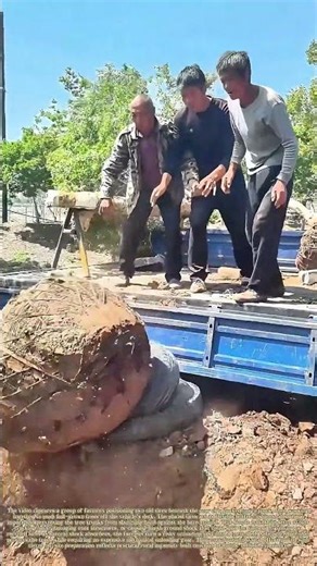 Cushioning Heavy Loads: How Farmers Use Tires to Safely Unload Large Trees