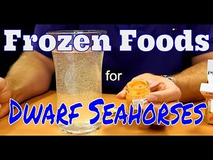 Food options for Dwarf Seahorses - Frozen anyone?