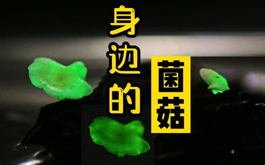 这些常见的菌类你都认识吗