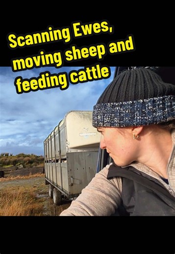 Dosing,Bolusing,Scanning,Moving,Clearing, this vids got it all😴 filmed over the space of two very long days #farming #superflat #suckler #sheep #cattle