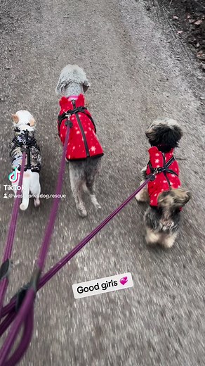 6.4K views · 220 reactions | Our girls strutting their stuff  | West Yorkshire Dog Rescue | Facebook