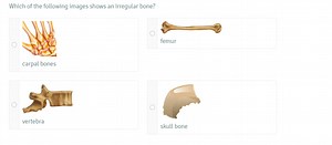 Which of the following images shows an irregular bone?femur... | Filo