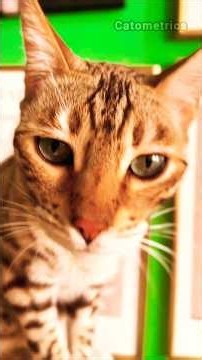 The Shocking Truth About Bengal Cats No One Tells You #bengals #whitebengal #catfacts #catpsychology