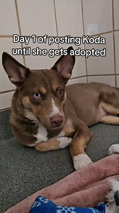 UPDATE: Koda has been adopted! Sweet Koda is an 11-month-old Australian Kelpie mix. She is a little shy but she is also very sweet and friendly. She weighs 33 pounds, is house trained, and gets along with other dogs. Koda is looking for her forever family, could that be you? #CAP4Pets #AustralianKelpie #AdoptableDogs #ShelterDog #AdoptDontShop | Citizens for Animal Protection
