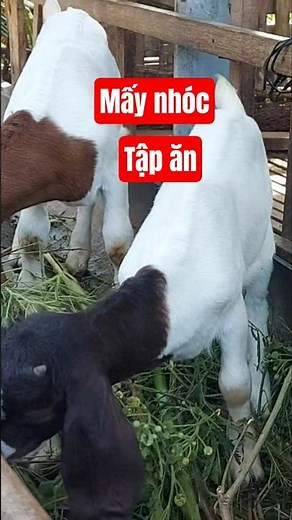Bí quyết tập cho dê con ăn cỏ - giá dê đực thịt hôm nay 190k kv tiền giang #haibaconde #nuoide