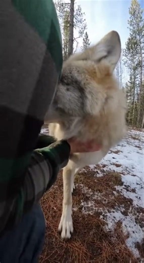 He Found a "Puppy" in a Dumpster... It Was a Wolf Cub 🐺💔