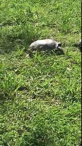 10K views · 497 reactions | These are wild gopher tortoises not pets! I have never witnessed a gopher tortoise fight so really glad I was able to film it! Thank goodness they were both okay and “Buddy” made his way back to my yard and I gave him some grapes and told him to keep his turtle butt in my yard! 臘‍♀️路‍♀️壘壘 | Lucky the opossum - Lucky’s Legacy | Facebook