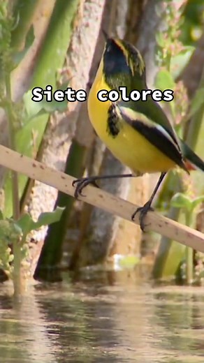 ¡Descubre la maravilla del Siete Colores (Tangara seledon)! El Siete Colores, es un ave endémica de Chile que deslumbra con su exquisita gama de colores. Sus plumas brillantes y vibrantes reflejan los tonos del arcoíris, convirtiéndolo en una verdadera joya voladora. Su canto melodioso y su elegante vuelo son un deleite para los amantes de la naturaleza. 🎶🌿 #AvesChilenas #sietecolores #chile #ConservaciónAmbiental #BiodiversidadChilena #NaturalezaChilena #naturaleza #tiktokaves #avessudamerica
