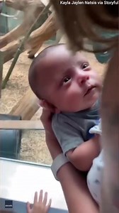 MONKEY SEE, MONKEY DO: Hearts melt when orangutan 'asks' to see baby, then 'kisses' glass. https://fxn.ws/3N2o18o | Fox News