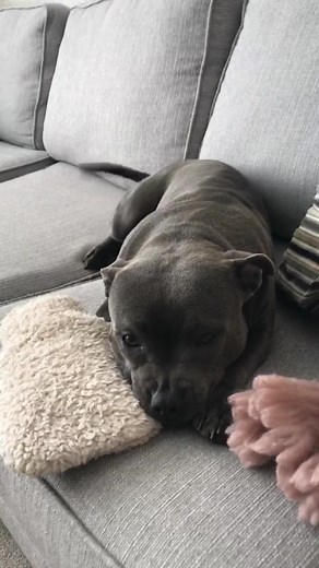 Finally got her to sleep in her own bed with the lure of a hot water bottle … but now the hot water bottle comes everywhere! 🤦🏻‍♀️ #dontbullymybreed #staffy #fyp #dogsoftiktok