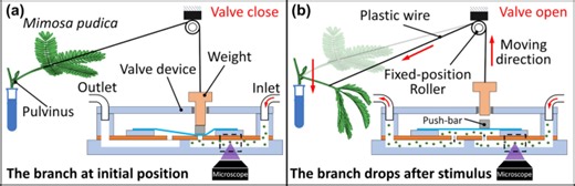 Bio-actuated microvalve in microfluidics using sensing and actuating function of Mimosa pudica - Scientific Reports