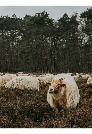 Life in the Netherlands: An American Abroad Experience