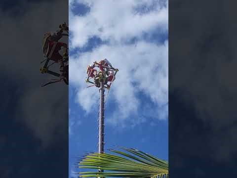 Voladores ritual dance at Costa Maya Mexico 2/3