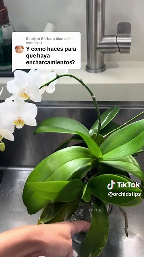 Essential Care Tips for Orchids: A Complete Guide